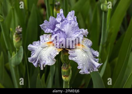 Grand iris barbu en fleur. Gouttes de pluie sur des feuilles blanches et bleues de wisteria. Plantes vertes en arrière-plan. Banque D'Images