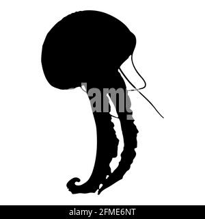 Silhouette isolée noire d'un méduse de mer sur fond blanc. Vue latérale. Graphiques vectoriels EPS 10 Illustration de Vecteur