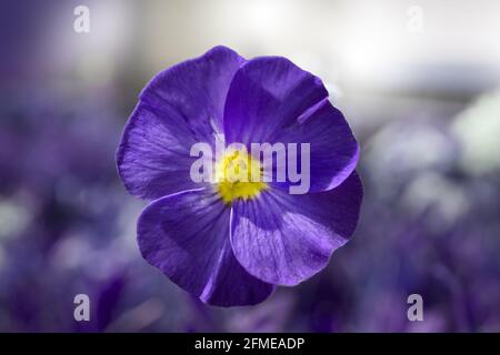 Photo macro sélective de la fleur d'primevre bleue parmi les autres. Arrière-plan flou. Banque D'Images