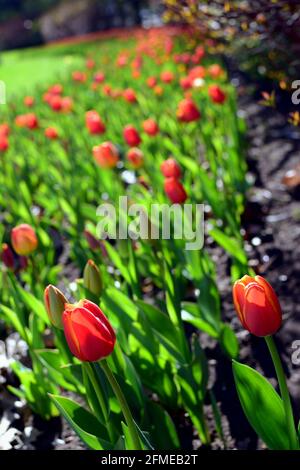 De magnifiques tulipes rouges « le favori du monde » se globulantes sous le soleil de la fin du printemps au Festival des tulipes à Ottawa, Ontario, Canada. Banque D'Images