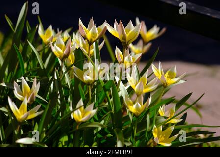 De beaux tulipes du patrimoine se bassent sous le soleil de la fin du printemps à Ottawa, Ontario, Canada. Banque D'Images