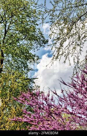 Arbres Blooming dans Central Park à Springtime, New York, États-Unis Banque D'Images