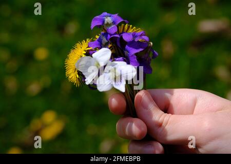 Une jeune main contient un petit bouquet de fleurs de printemps cueillies - pissenlit, violettes blanches et violettes. Sur fond d'herbe. Banque D'Images