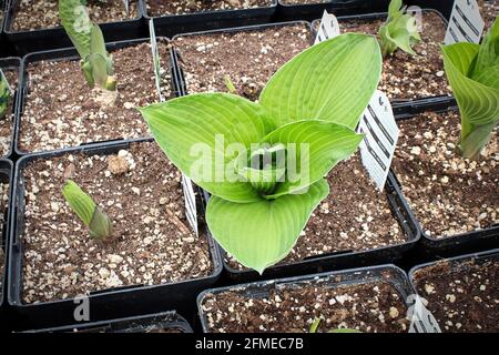 HostA plante dans des pots de plantules dans une pépinière Banque D'Images