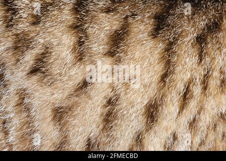 Texture en fourrure de chat. Arrière-plan animal fourrure. Banque D'Images