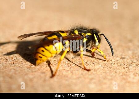 Veste jaune allemande Wasp (V. Germanica) Banque D'Images