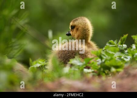 Gros plan d'un joli gosling Graylag (Anser anser) assis dans l'herbe verte lors d'une journée ensoleillée au printemps. Banque D'Images