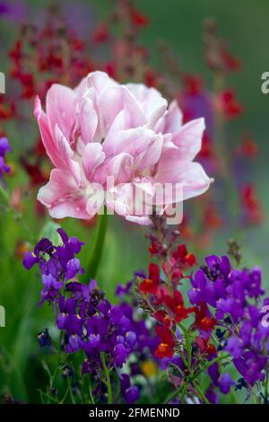 Tulipe rose (espèce Tulipa) - Asheville, Caroline du Nord, États-Unis Banque D'Images