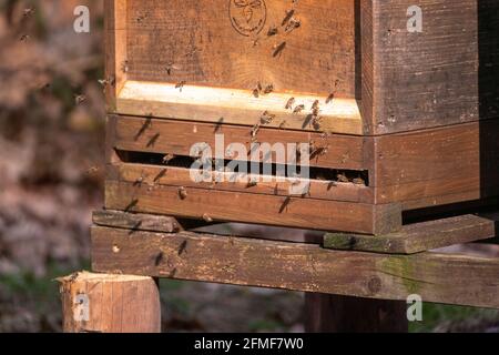 Gros plan d'abeilles volant autour de leur ruche en bois boîte dans la forêt Banque D'Images