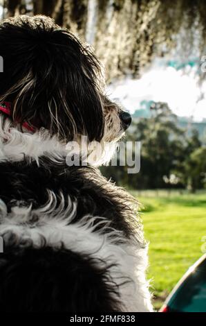 Profil latéral vertical de terrier tibétain noir et blanc chien dans le parc ensoleillé Banque D'Images