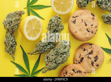 Biscuits au chocolat avec de l'huile CBD. Bourgeons de marijuana sur fond jaune. Feuilles et fleurs de cannabis isolées en gros plan. Banque D'Images