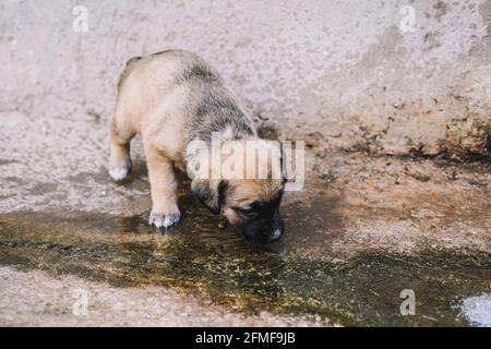 Un beau et câleusement anglais mastiff puppy eau potable de une fontaine Banque D'Images