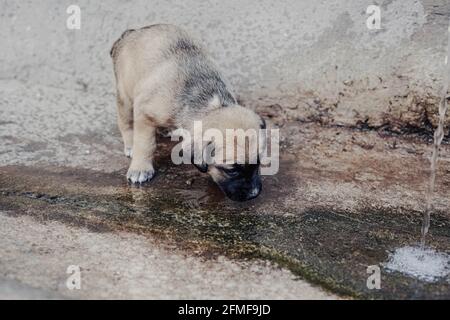 Un beau et câleusement anglais mastiff puppy eau potable de une fontaine Banque D'Images