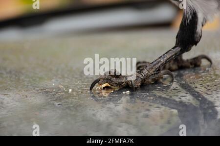 Patte de l'écrou cassé de maintien du Black Raven. Gouttes de pluie réfléchissent. Patte d'oiseau sauvage. Gros plan. Griffes et peau de Raven. Alimentation des oiseaux en milieu urbain. Similarité avec d Banque D'Images