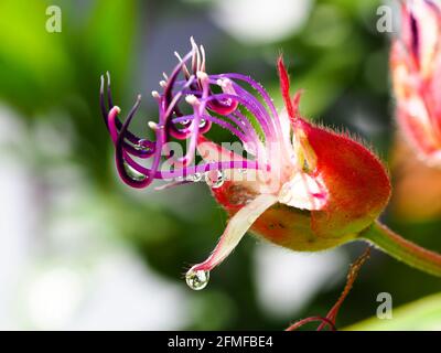 Fleur Macro, Violet Tibouchina la fleur s'étamine de près, de grandes gouttes d'eau glising au soleil dans le jardin, flou vert et blanc fond Banque D'Images