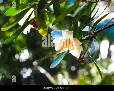 Cette jolie fleur blanche de Gordonia, Fried Egg Plant, des feuilles de vert brillant accrochées à des branches d'arbre, brillant au soleil avec un arrière-plan comme un bokeh Banque D'Images