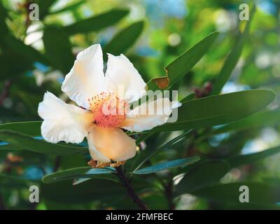 Les jolies fleurs blanches de style camélia de la Gordonia ou Fried Egg Plant sur l'arbre parmi les feuilles vertes, sous-tropical littoral australien jardin Banque D'Images