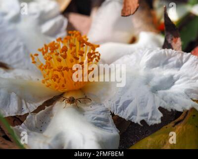 Macro des étamines jaune vif et des pétales blancs de la Gordonia ou de la plante d'oeuf de Fried qui est tombé de l'arbre côté ensoleillé vers le haut, et un bogue Banque D'Images