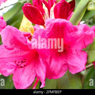 Rhododendron ferrugineum alpenrose ou rosier à feuilles rouillées Banque D'Images