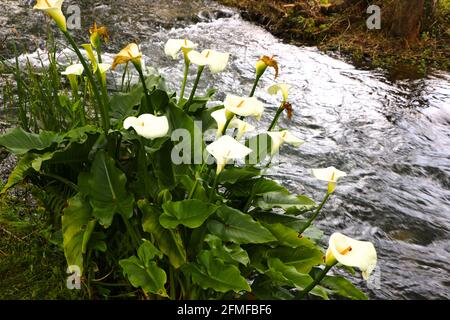 Zantedeschia aethiopica calla lys arum lys plantes à côté d'une rivière à écoulement rapide Banque D'Images