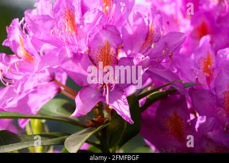 Gros plan de Rhododendron ponticum de fleurs communes de rhododendron sous le soleil de printemps Banque D'Images