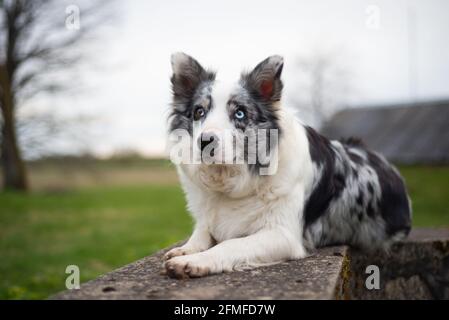 La frontière collie est située sur des structures en béton au coucher du soleil Banque D'Images