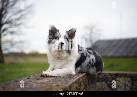 La frontière collie est située sur des structures en béton au coucher du soleil Banque D'Images