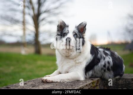 La frontière collie est située sur des structures en béton au coucher du soleil Banque D'Images