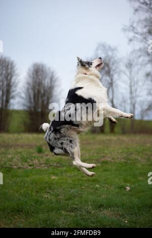 Bordure noire et blanche collie sautant sur l'herbe verte Banque D'Images