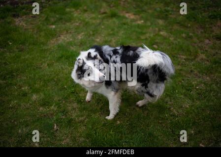 Bordure noire et blanche collie jouant sur l'herbe verte. Banque D'Images