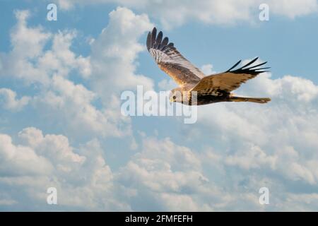 Le maréchal Harrier vole contre un beau ciel bleu nuageux, à la recherche de proies Banque D'Images