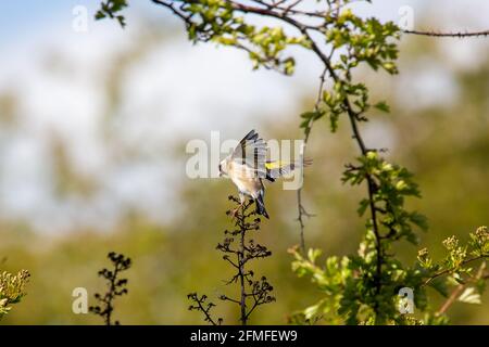 Un Goldfinch qui part d'un buisson avec ses ailes etartiner Banque D'Images