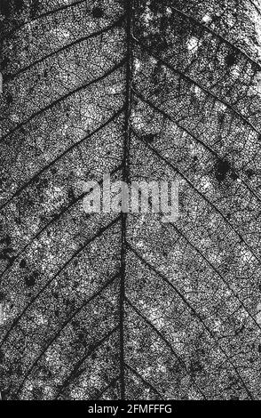 Texture macro de feuilles de bois en relief avec stries. Fond noir et blanc grunge. Illustration vectorielle abstraite de demi-teinte Illustration de Vecteur