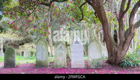 Rhododendron rose aux pétales tombés dans le vieux cimetière de Southampton Banque D'Images