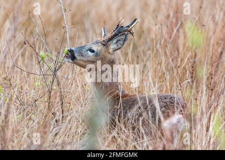 ROE Deer Buck au printemps - manger de nouvelles feuilles de printemps avec velours tombant des bois - Écosse, Royaume-Uni Banque D'Images