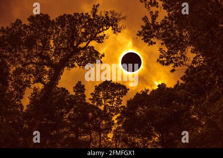 Phénomène scientifique naturel étonnant. Importance et corona interne. éclipse solaire totale illuminée par un ciel orange au-dessus de la silhouette des arbres, sérénité n Banque D'Images