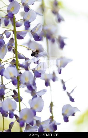Arrière-plan du ressort. Fleur rose Banque D'Images