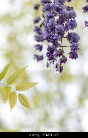 Arrière-plan du ressort. Fleur rose Banque D'Images