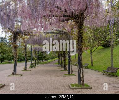 Arrière-plan du ressort. Fleur rose Banque D'Images
