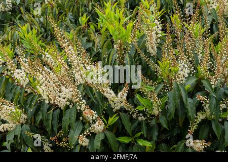 Arrière-plan du ressort. Fleur rose Banque D'Images