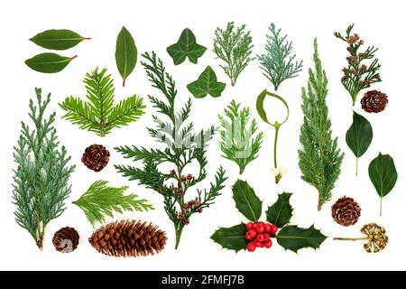 Faune et flore traditionnelles européennes d'hiver avec feuilles, cônes de pin et spécimens de plantes isolés sur fond blanc. Flat lay, vue de dessus. Banque D'Images