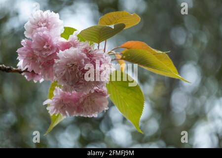 Arrière-plan du ressort. Fleur rose Banque D'Images