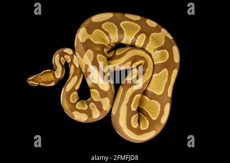 Le python de balle (Python regius) est l'une des espèces de serpents d'animaux de compagnie les plus populaires au monde. Ils sont élevés dans une grande variété de couleurs. Banque D'Images