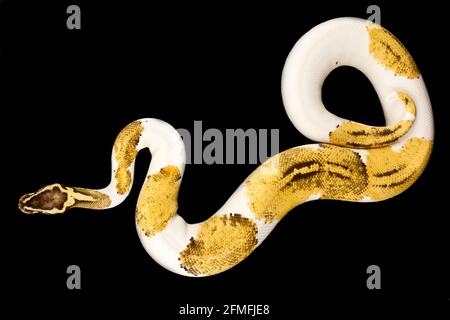 Le python de balle (Python regius) est l'une des espèces de serpents d'animaux de compagnie les plus populaires au monde. Ils sont élevés dans une grande variété de couleurs. Banque D'Images