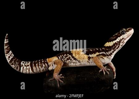 Gecko de léopard indien de l'est (Eublepharis hardwickii) Banque D'Images