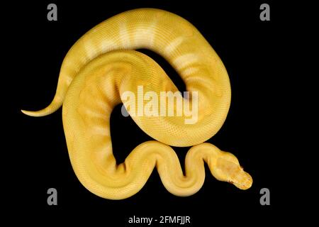 Le python de balle (Python regius) est l'une des espèces de serpents d'animaux de compagnie les plus populaires au monde. Ils sont élevés dans une grande variété de couleurs. Banque D'Images