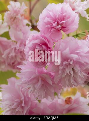 Arrière-plan du ressort. Fleur rose Banque D'Images