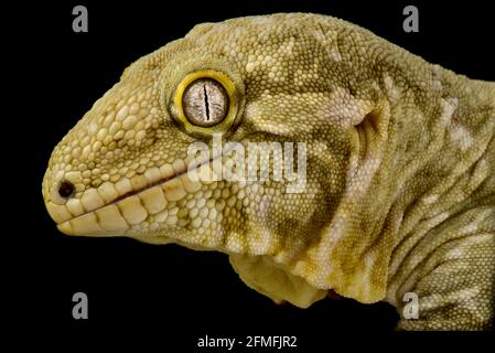 Le python de balle (Python regius) est l'une des espèces de serpents d'animaux de compagnie les plus populaires au monde. Ils sont élevés dans une grande variété de couleurs. Banque D'Images