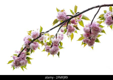 Arrière-plan du ressort. Fleur rose Banque D'Images