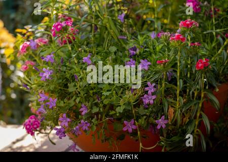 Arrière-plan du ressort. Fleur rose Banque D'Images